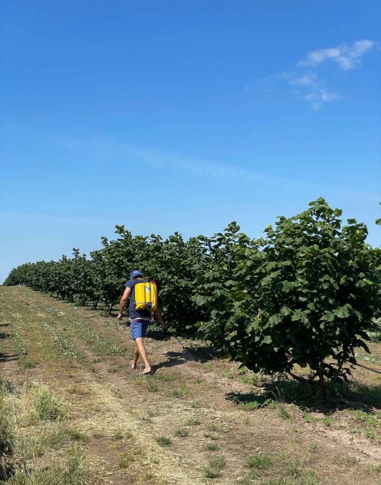 plantaža
